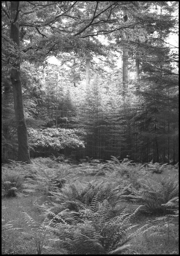 [New Forest]