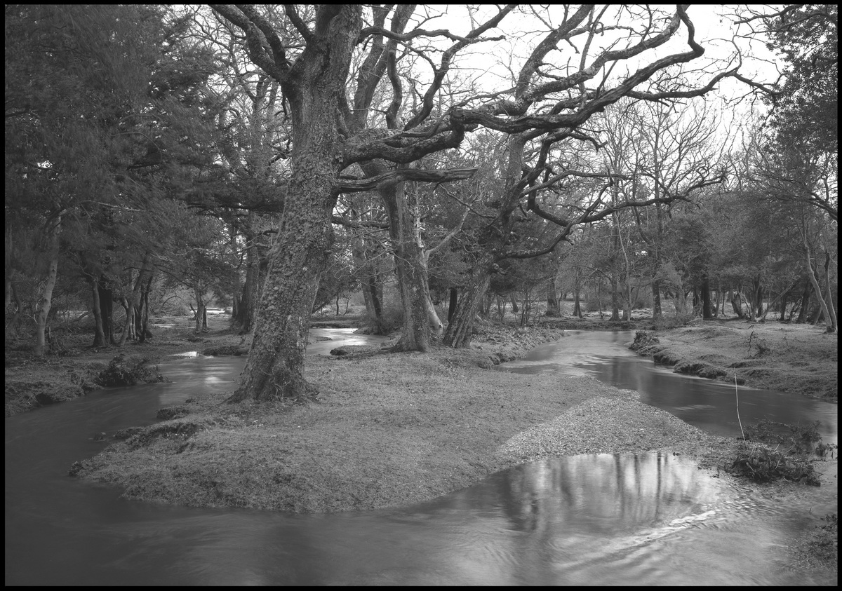 [New Forest]