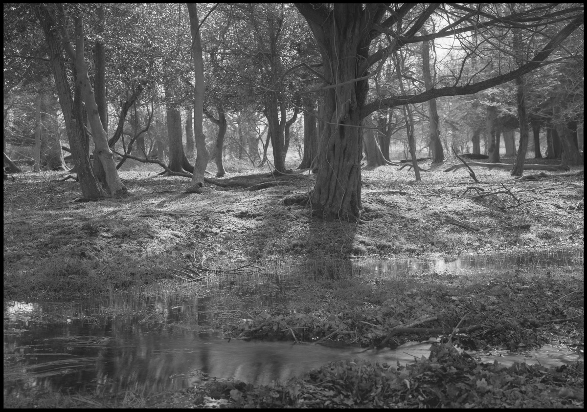 [New Forest]