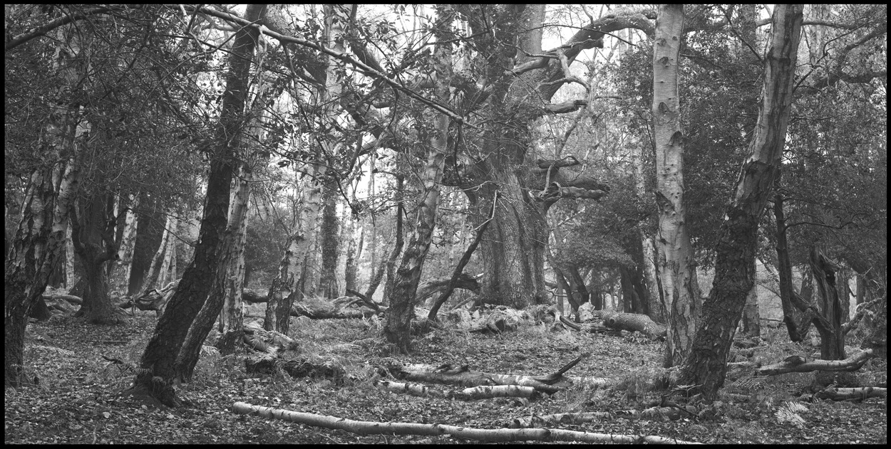 [New Forest]