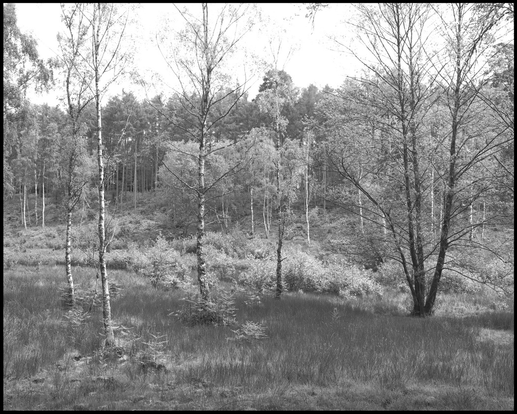 [New Forest]