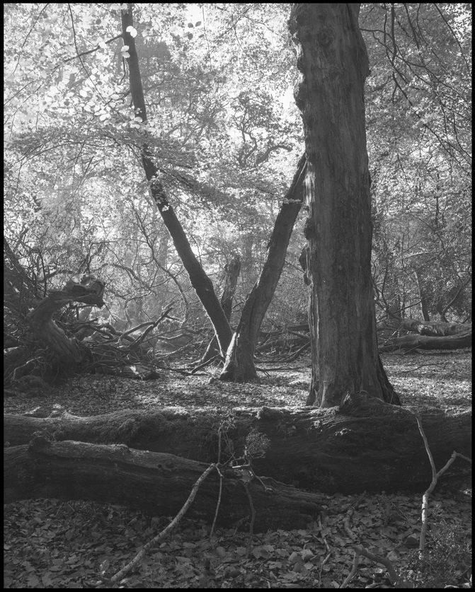 [New Forest]