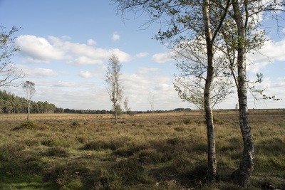 [New Forest]