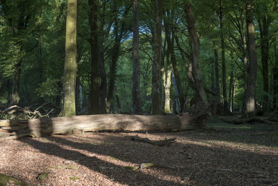 [New Forest]