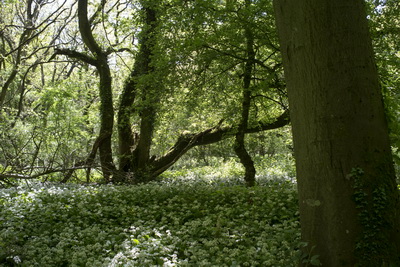 [Chickengrove Bottom]