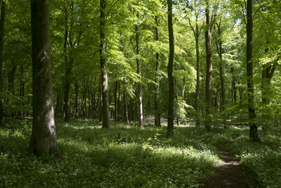 [Chickengrove Bottom]