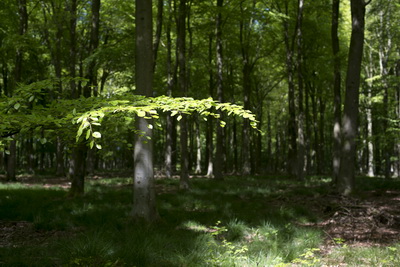 [Chickengrove Bottom]