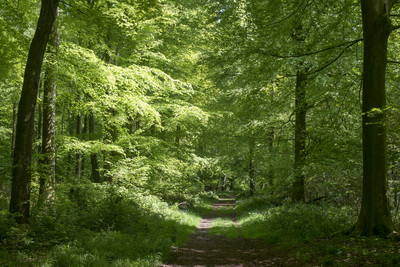 [Chickengrove Bottom]