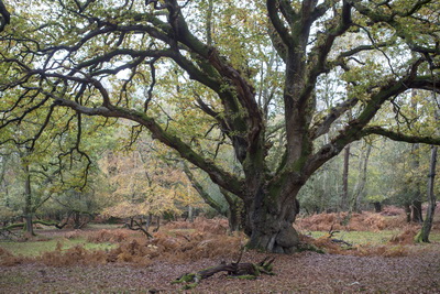 [New Forest]